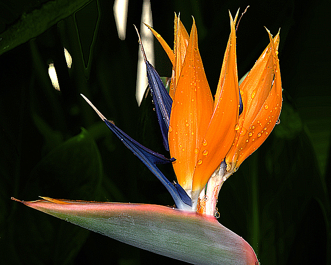 orto botanico pisa